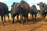 A Wagyu herd in Wundowie, Western Australia.