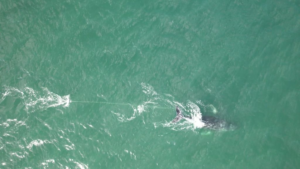 Humpback whale entangled in rope off Sydney coast - ABC News