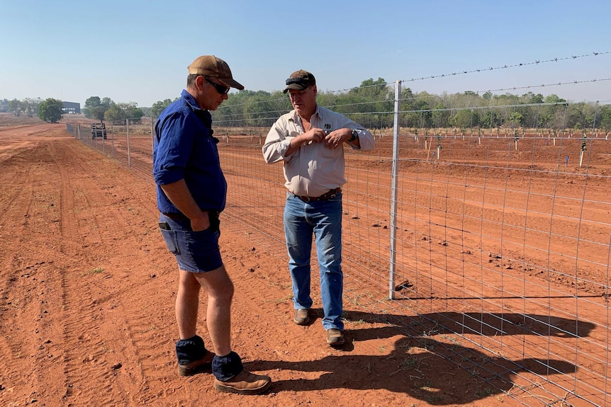 lines of lemon trees protected by wallaby-proof fencing on Tipperary Station