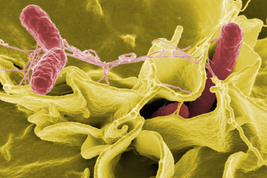 A computer generated image of salmonella bacteria invading an immune cell.