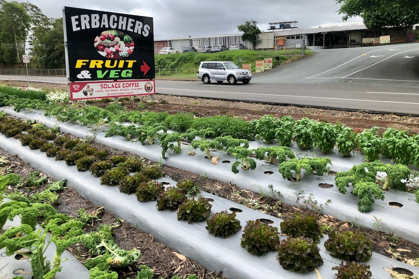 Leafy greens are grown in the ground opposite a grocery store.