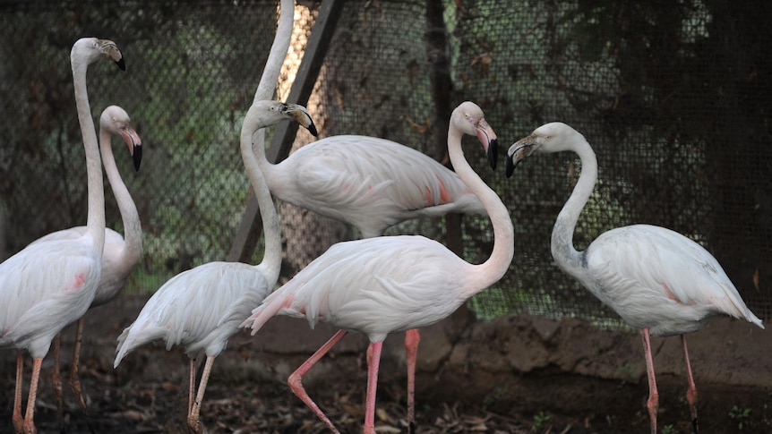 Flamingos in enclosure