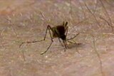 Four more dengue fever cases were confirmed in Cairns yesterday.