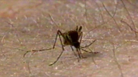 Dengue fever is spread by infected mosquitoes
