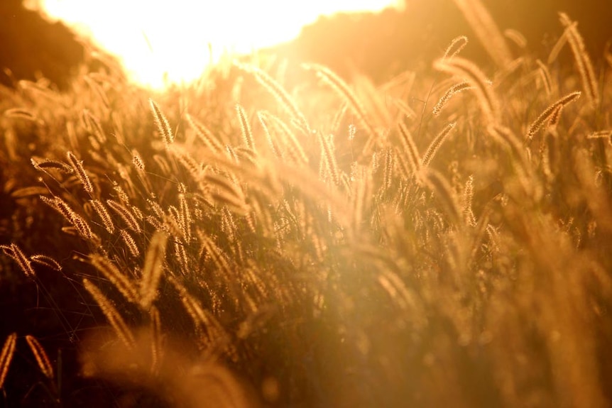 photo shows close up buffel grass with sun shining through it
