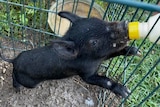 a black piglet sucking on a milk bottle