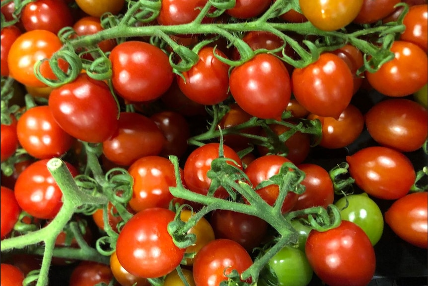 A close-up of several miniature tomatoes growing on a plant.