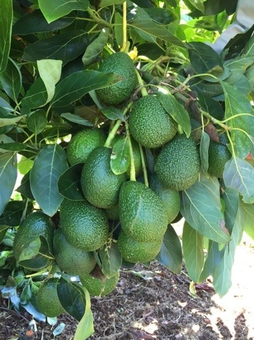 Dozens of avocados hanging on a tree branch in a Tasmanian orchard