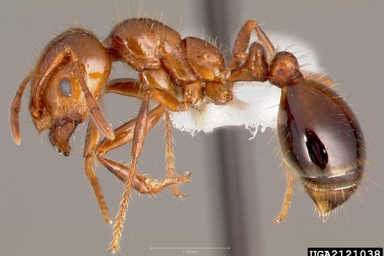 a close up of a preserved ant