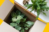 Two indoor plants (one is a calathea) in a packing box cut out against a yellow backdrop with a fern on a shelf above.