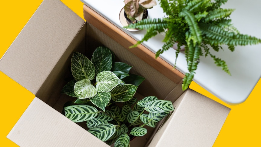 Two indoor plants (one is a calathea) in a packing box cut out against a yellow backdrop with a fern on a shelf above.