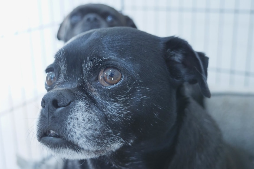 Two small black dogs appear to look longingly to their owner, Romaya