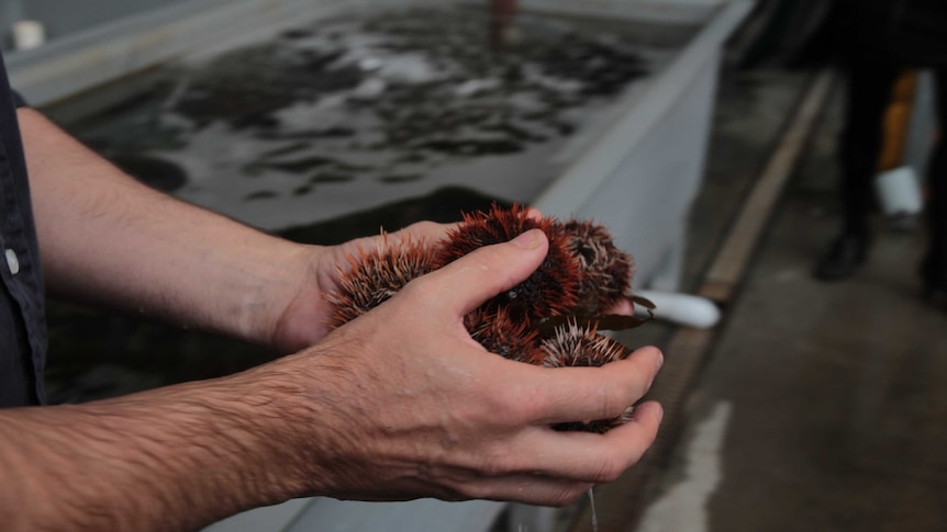 Sea Urchins commercial farming