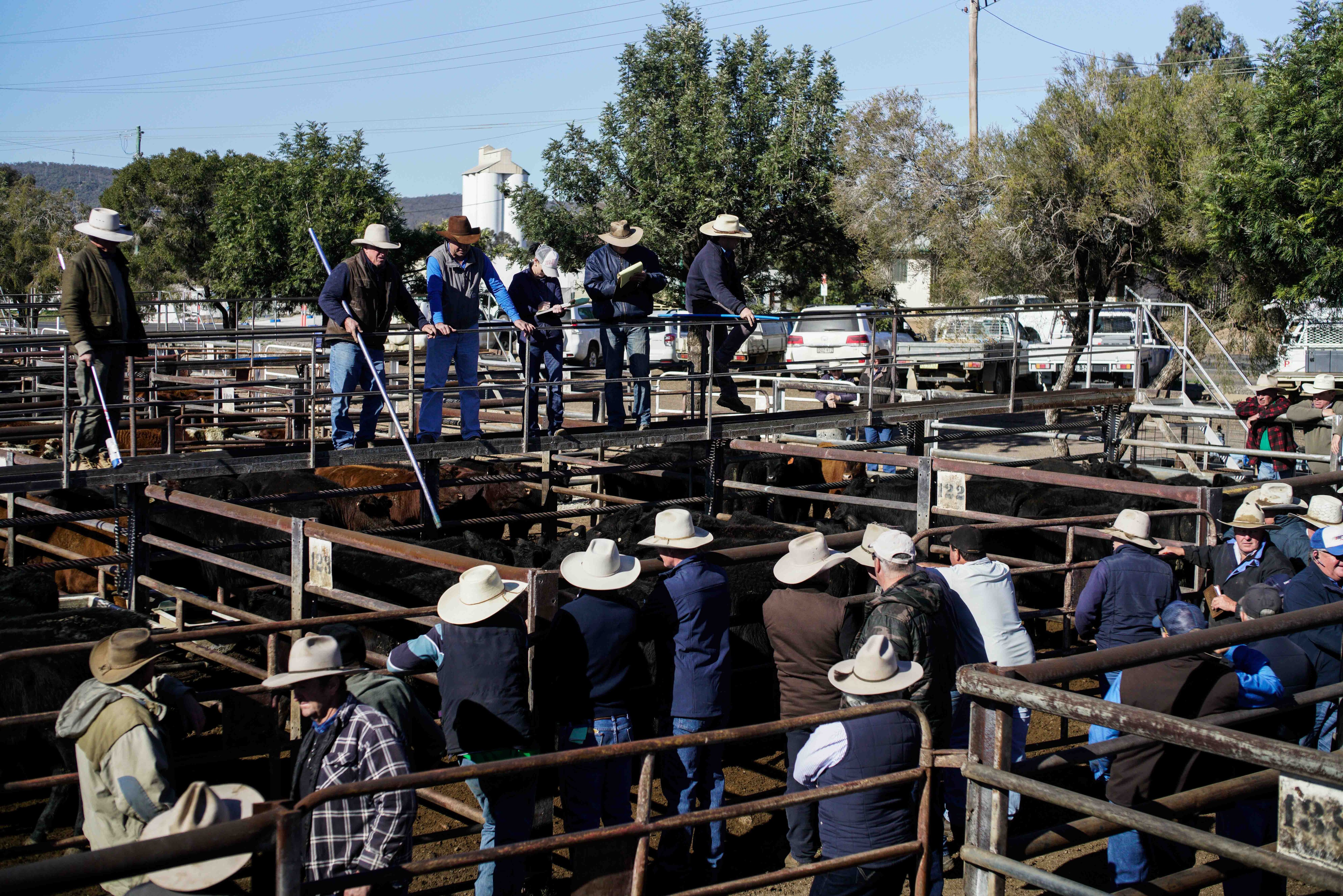 Gunnedah cattle farmers discussing the dry conditions - ABC listen