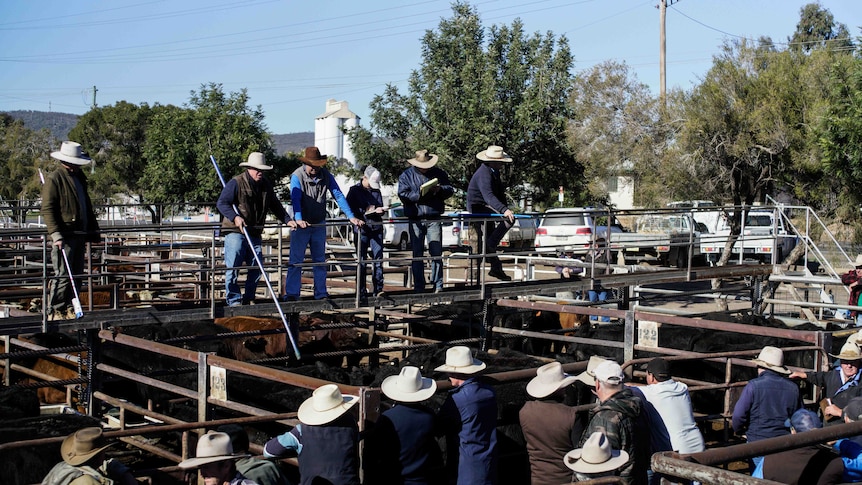 Stock agents and buyers at a saleyard in NSW