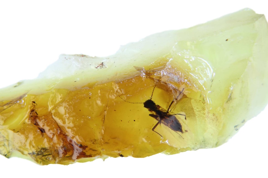 Yellow amber containing a 41 million years old biting midge