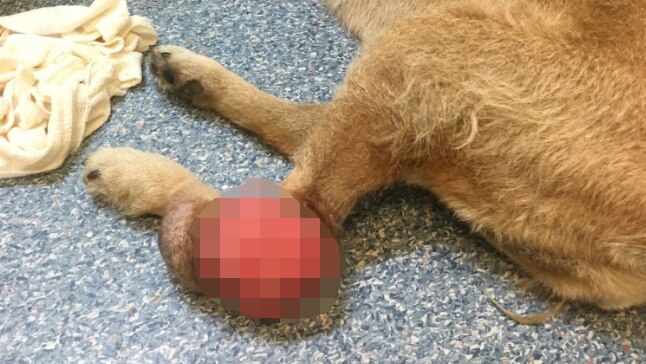 A pixelated image of a wound on a dog's leg.