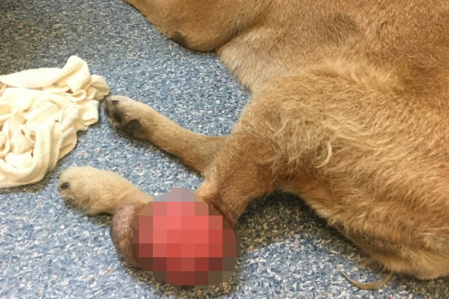 A pixelated image of a wound on a dog's leg.