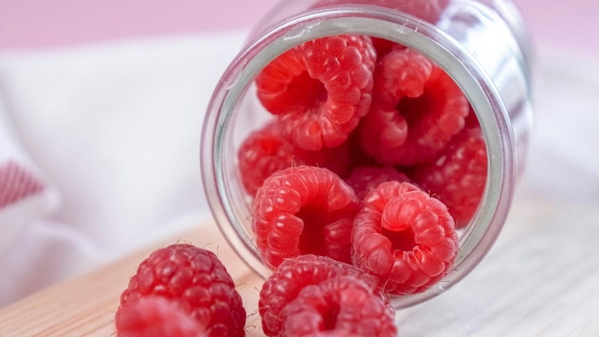 Red raspberries falling out a jar that is tipped over on a table.