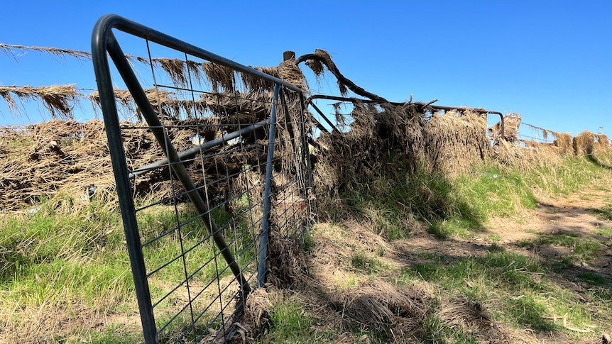 A farm gate and fence covered in matted crops and pastures 