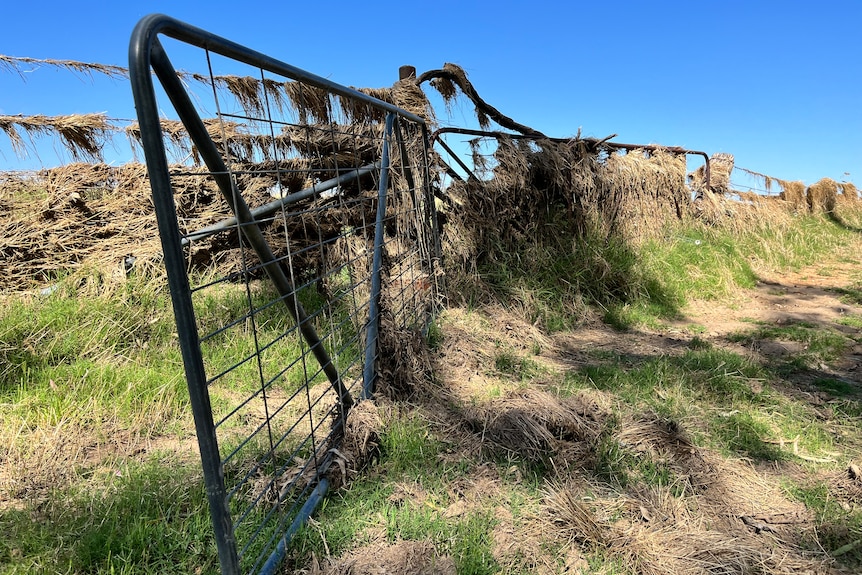 A farm gate and fence covered in matted crops and pastures 