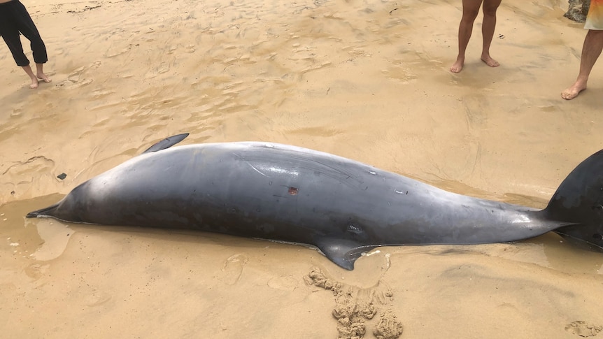 A small type of whale, grey, with a long beaked nose.