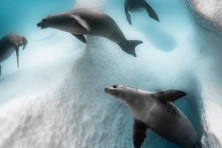 Sea lions swim around an iceberg underwater