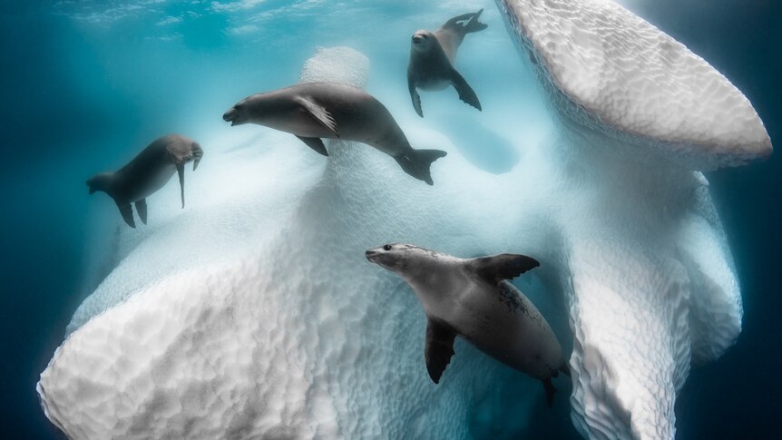 Sea lions swim around an iceberg underwater