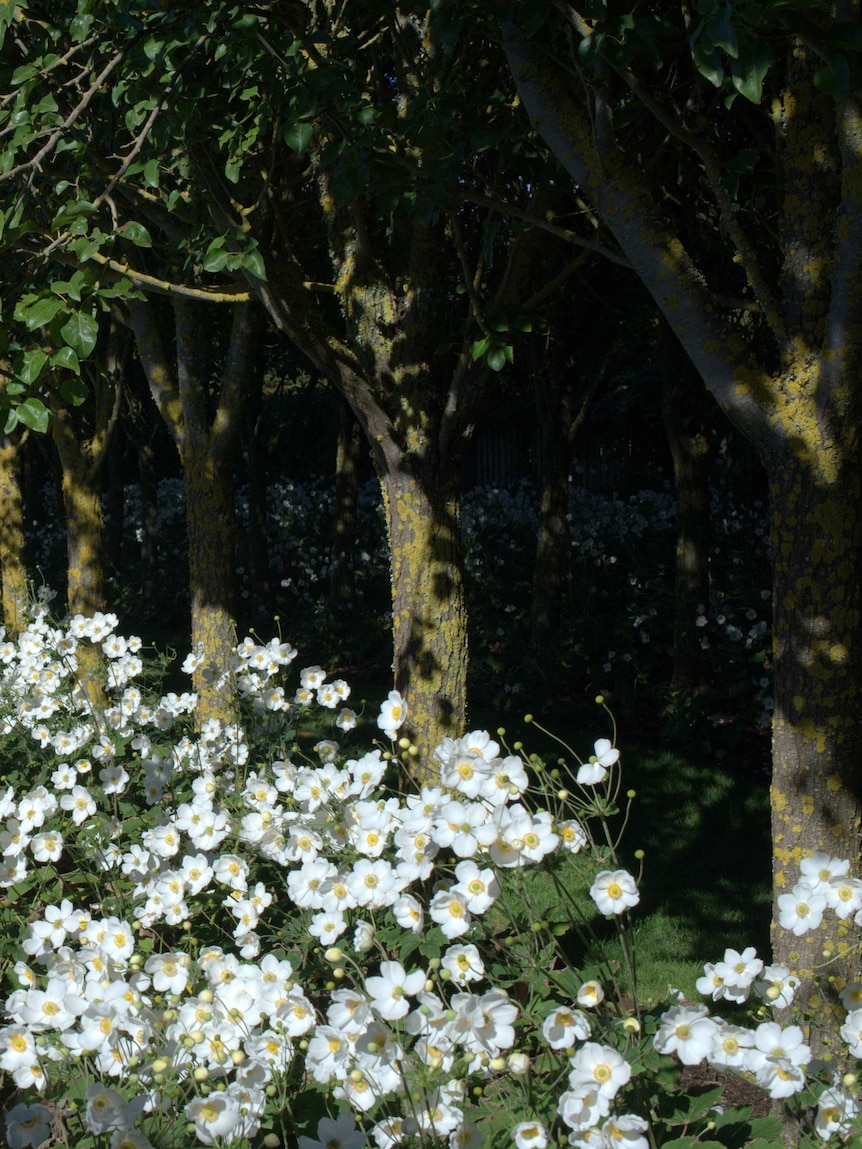 Ornamental pear trees and Japanese wildflowers.