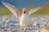 A baby fairy tern with its wings stretched out.