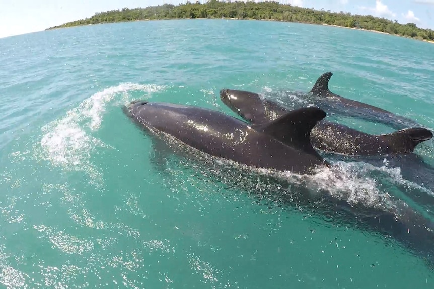 False Killer Whales at Groote Eyelandt