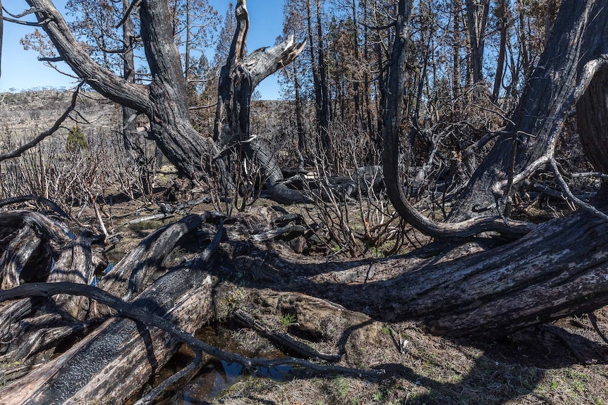 Ancient pencil pines have no ability to regenerate after the bushfire which devastated the wilderness WHA in 2016