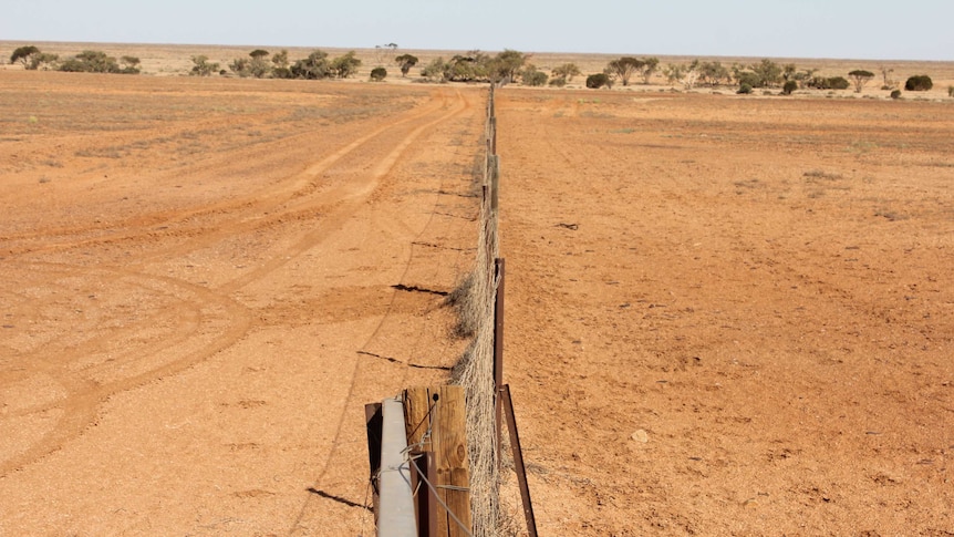 Wide shot of the dog fence near Coober Pedy