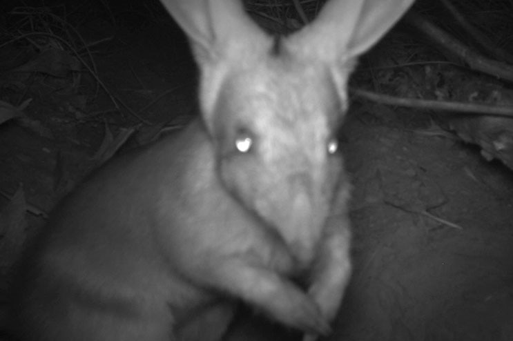 Black and white image of a bilby captured on night vision.