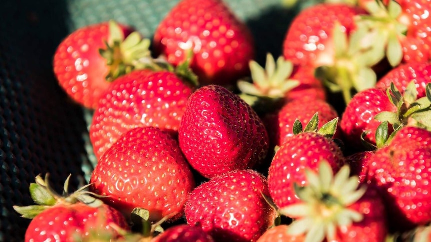 Close up of bright red, glossy strawberries