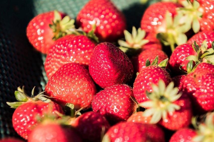 Close up of bright red, glossy strawberries