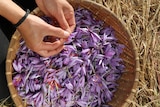 a baskets of purple saffron flowers 