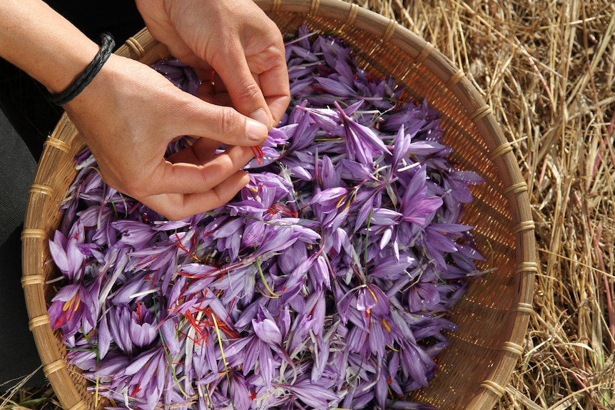 a baskets of purple saffron flowers 