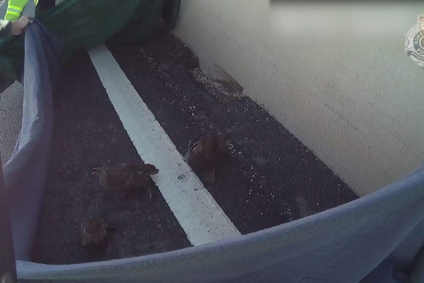 Ducks on busy road cornered by people holding blankets