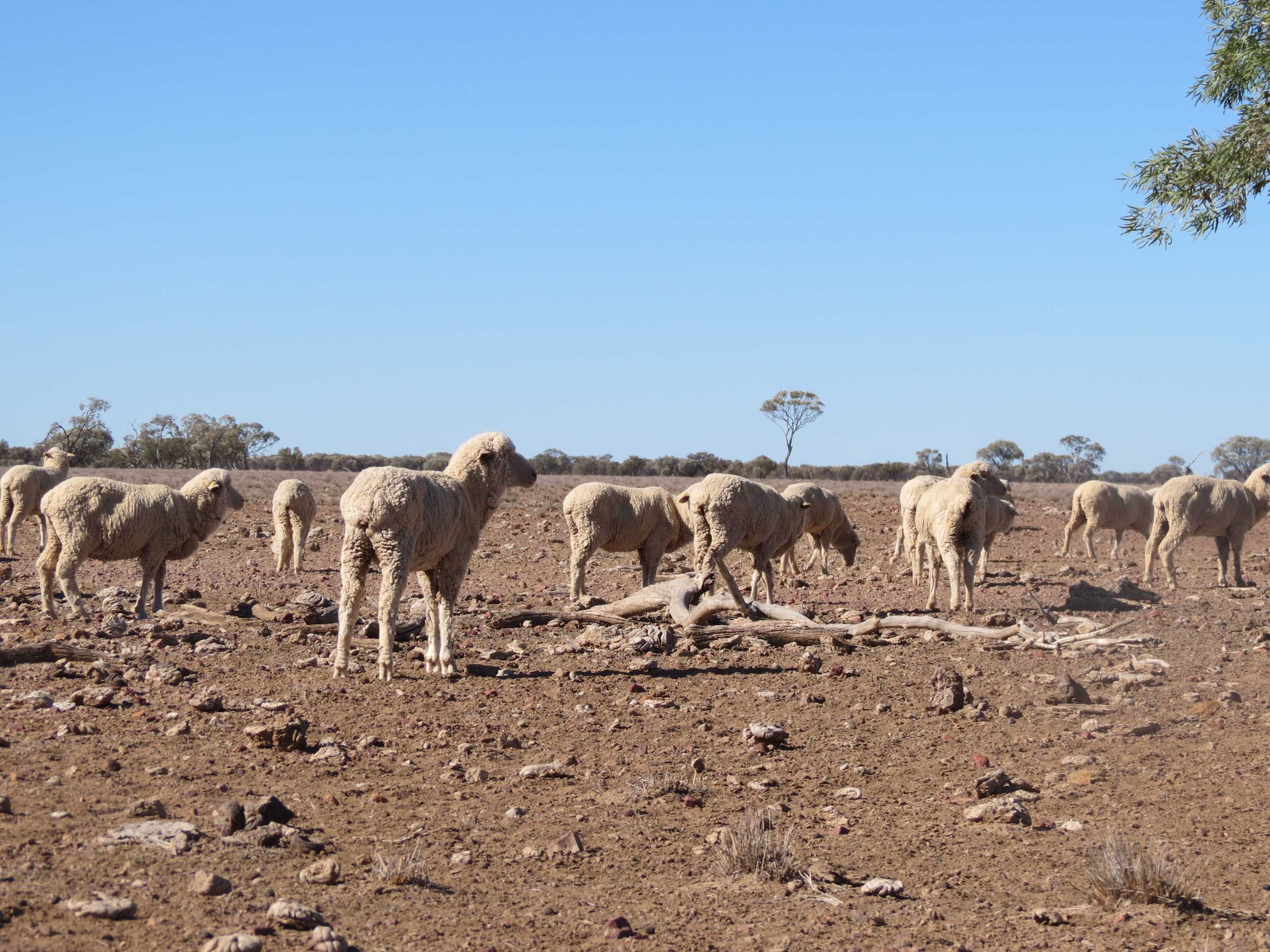 Western Queensland graziers selling off cattle and sheep with no ...