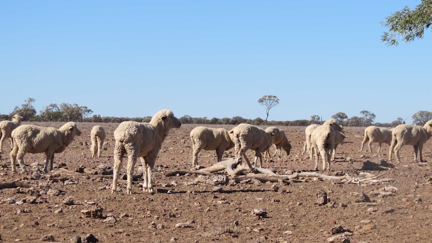 Sheep on drought-affected land at Kaloola