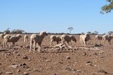 Sheep on drought-affected land at Kaloola