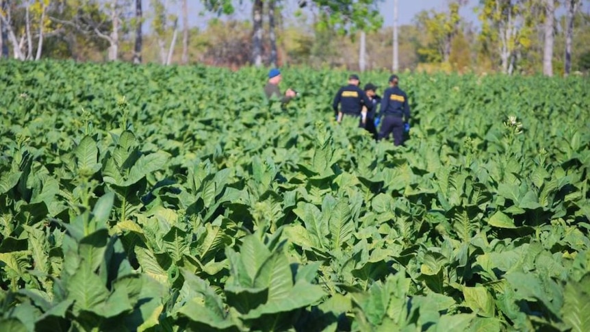 Illicit tobacco crop seized in Katherine
