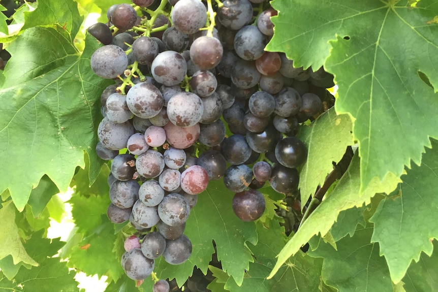 Hunter Valley vineyard, wine, grapes generic
