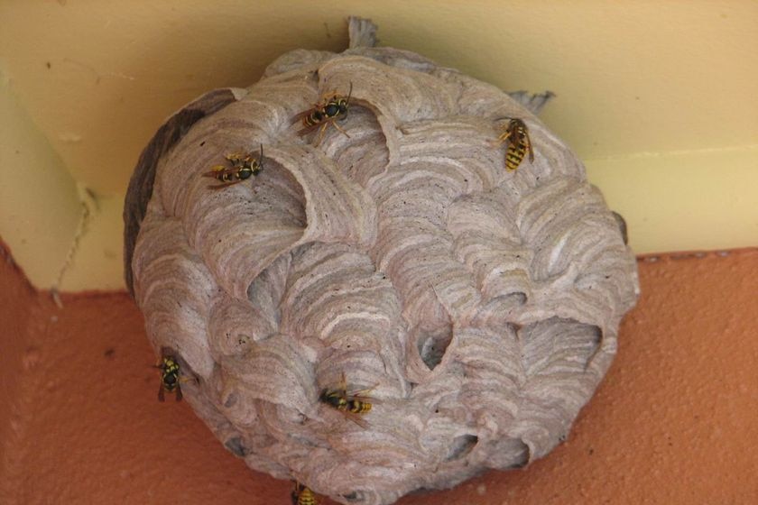 A European wasp nest in Canberra.