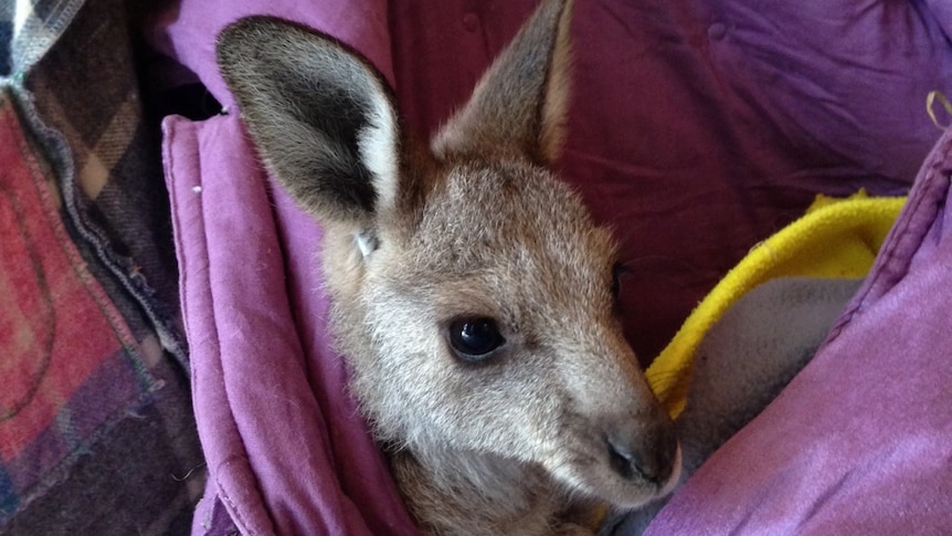 Rescued joey recovering after bushfires