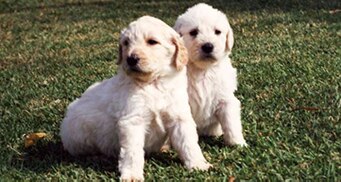 The legacy of the labradoodle
