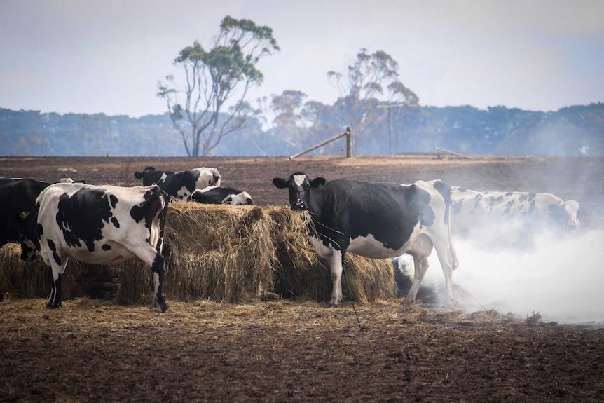 Hungry cattle eating hay.