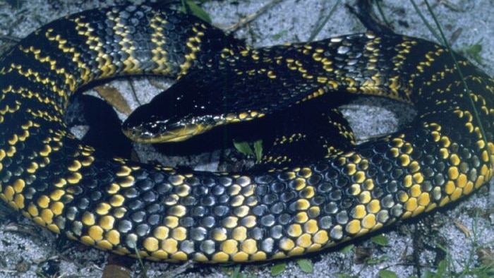 New research shows some doctors are using up to four times the amount of antivenom necessary to treat tiger snakebites.