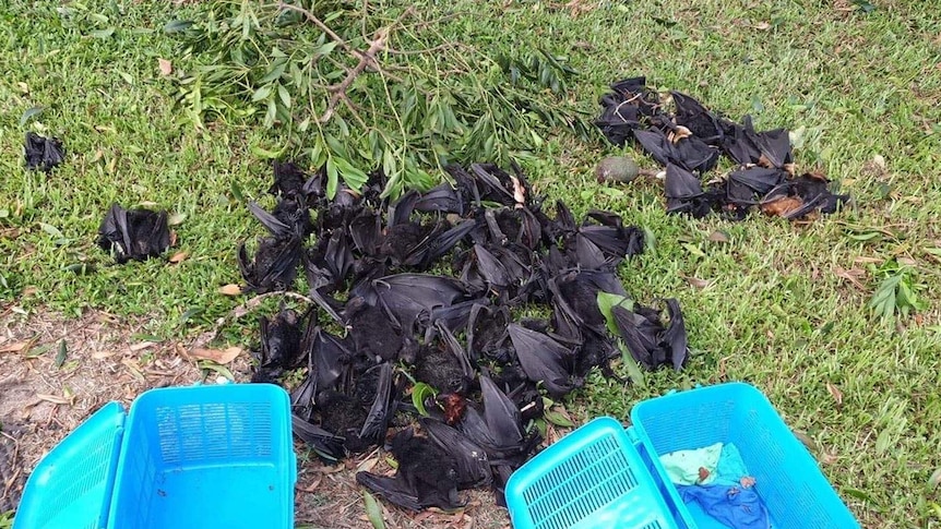 The bodies of flying foxes on the ground after they died from heatstroke